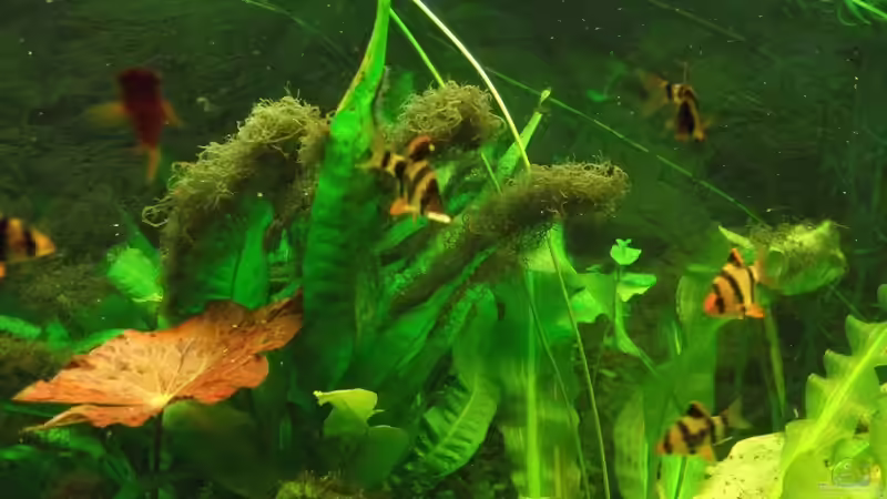 Kleiner Fisch - Großes Futter von Babsi Aud (61)