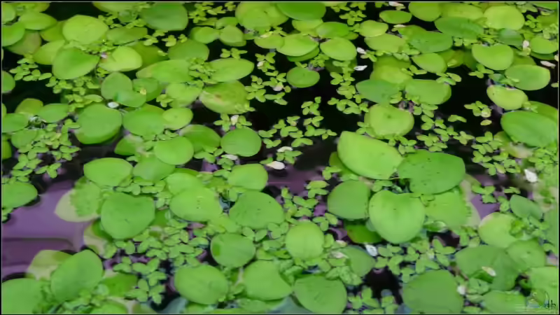 Kleiner Froschbiss mit  Wasserlinsen von *Dominique* (10)