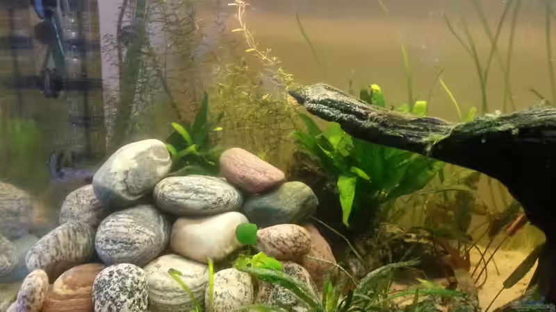 kleiner haufen Ostseesteine von Der Dreiäugige Goldfisch (27)