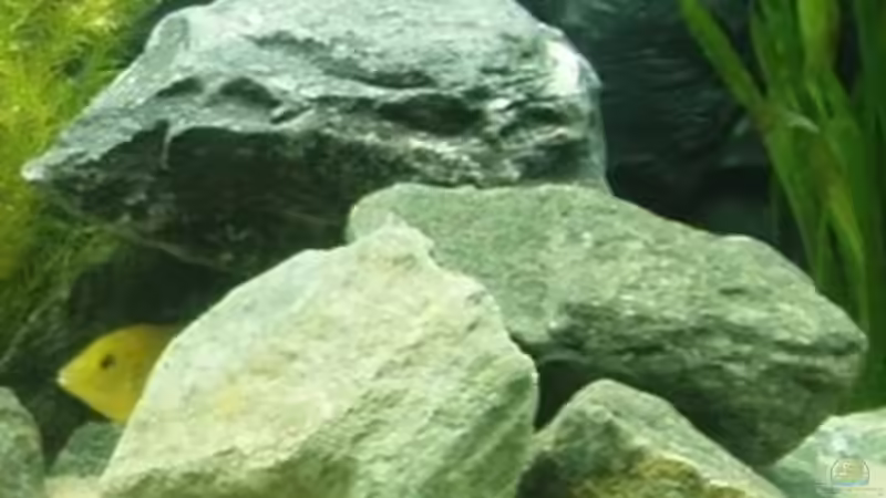 Kleiner Haufen zum durchschwimmen bzw. verstecken. von A.Zabanoff (14)