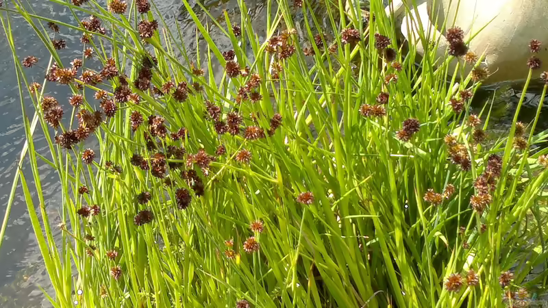 kleiner Igelkolben von Sambia (19)