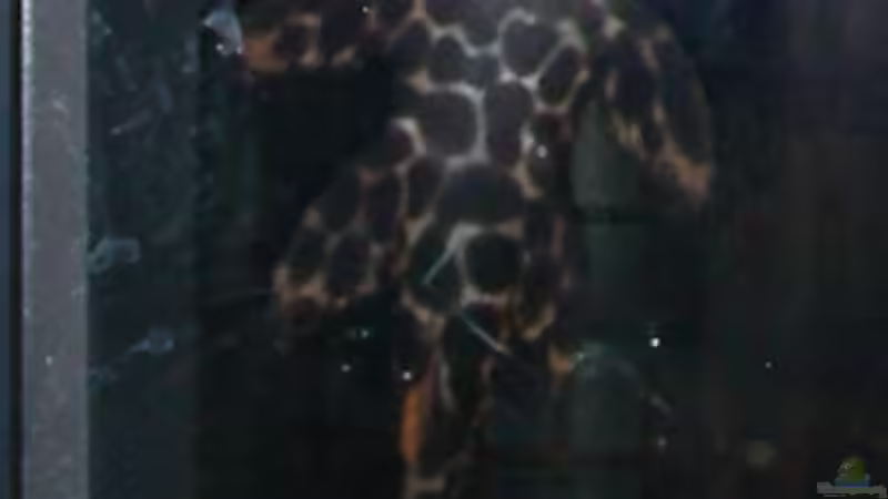 kleiner Kaktuswels ca. 5 cm von Marvin Severin (18)