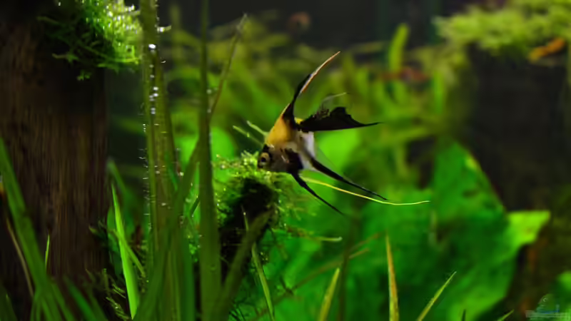 Kleiner Koiskalar von Daniela (37)