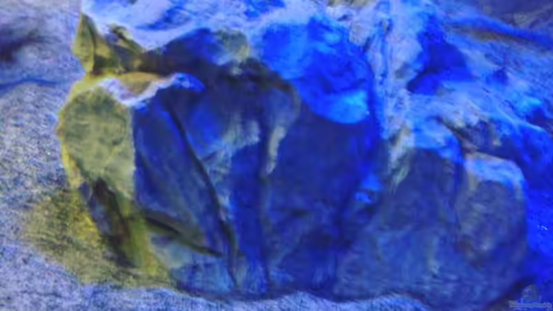 kleiner Kunstfelsen links vorne von Noah (17)