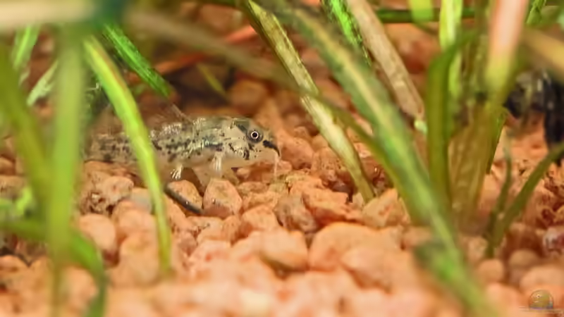 kleiner Marmorierter Zwergpanzerwels - maximal 3-4 Wochen alt / 06.09.2012 von Dirk F. (46)