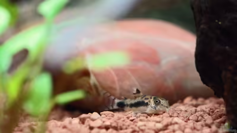 Aquarien für Corydoras pygmaeus (Zwergpanzerwels)