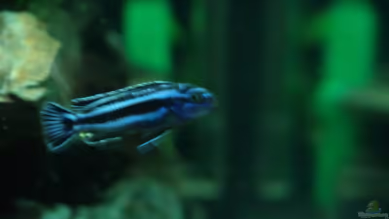 kleiner Melanochromis cyaneorhabdos Bock von Mbunafan (14)