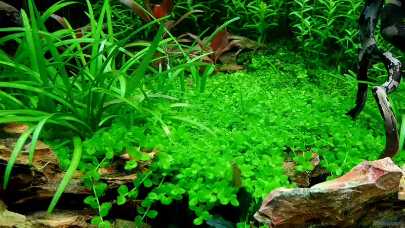 Kleiner Micranthemum Monte Carlo Teppich  von Köllebärbling (9)