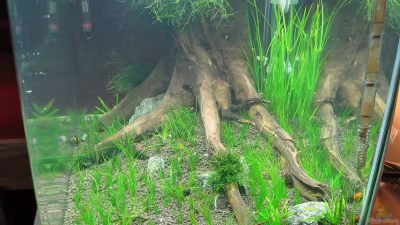 kleiner Pflanzübersicht von niva (18)