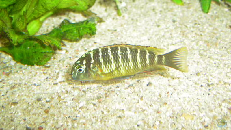 Kleiner Red Rainbow von Alexander Uschkoreit (17)