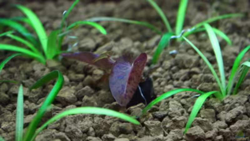 kleiner Roter Tigerlotus mit KNolle zwischen dem Pfeilkraut von Flo-1990 (2)