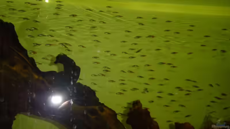 kleiner Schwarm Neons von Alex Niess (5)