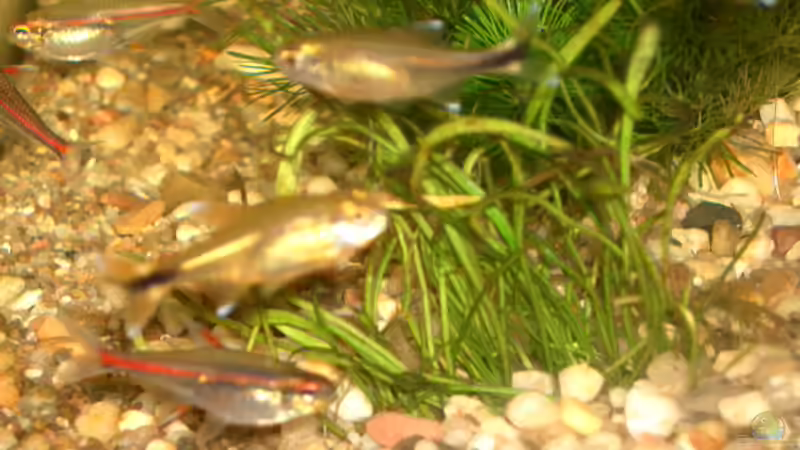 Kleiner Schwarm von Fritz Herbel (15)