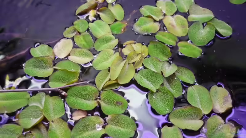 kleiner Schwimmfarn von Chris_R. (13)