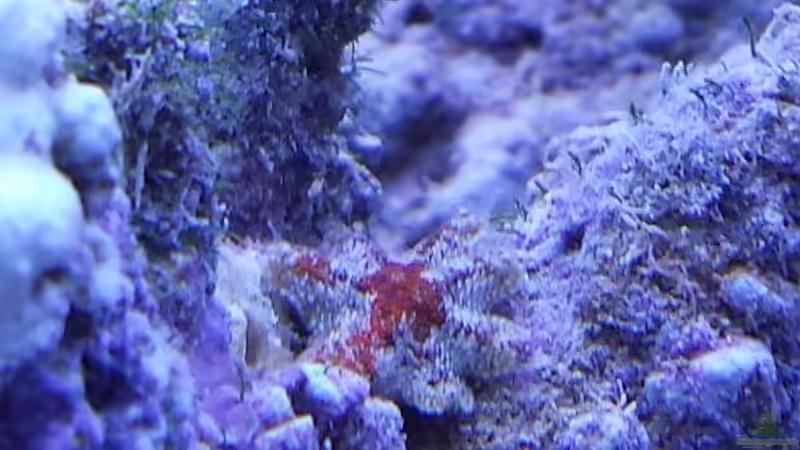 Kleiner Seestern ca 1cm  von Wolfgang K. (38)