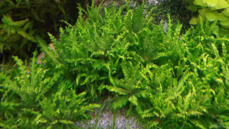 Kleiner Stern ´Daonoi´ von achim-cool (12)