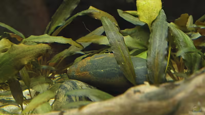 Kleiner Unterschlupf aus Flusssteinen von rapid (30)