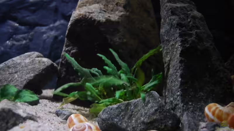 kleiner Wasserkelch von junger Aquarianer (17)