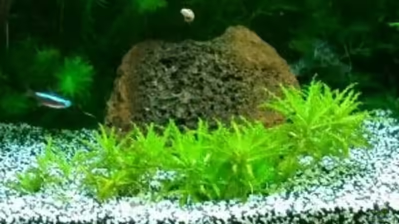 kleiner Wasserstern von Angie777 (16)