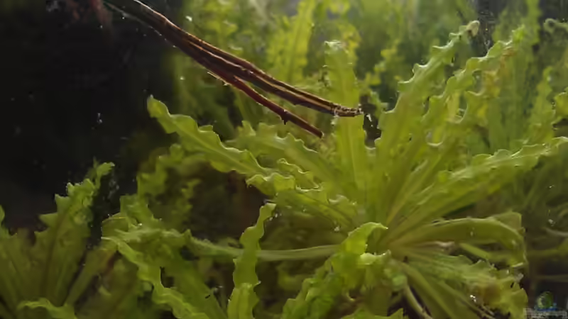 kleiner Wasserstern von TinaMarie (10)