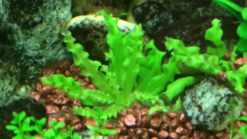 Kleiner Wasserstern von X-Rayminator (3)