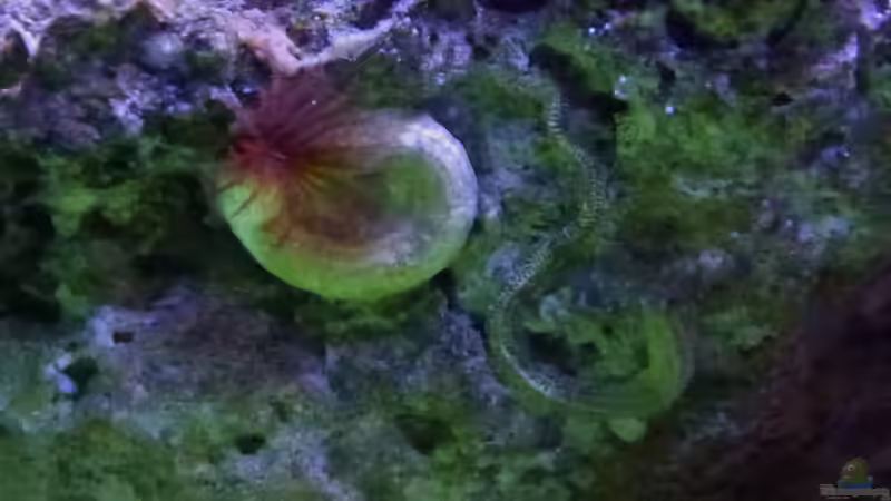 kleiner weinroter Röhrenwurm von Summse (51)