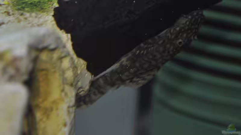 kleiner Wels von SteB-Studio (7)