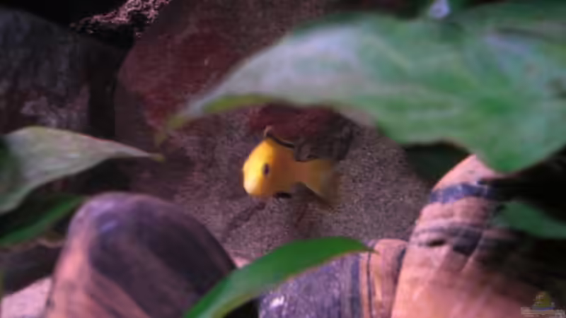 Kleiner Yellow Bock von Kai Pragal (34)