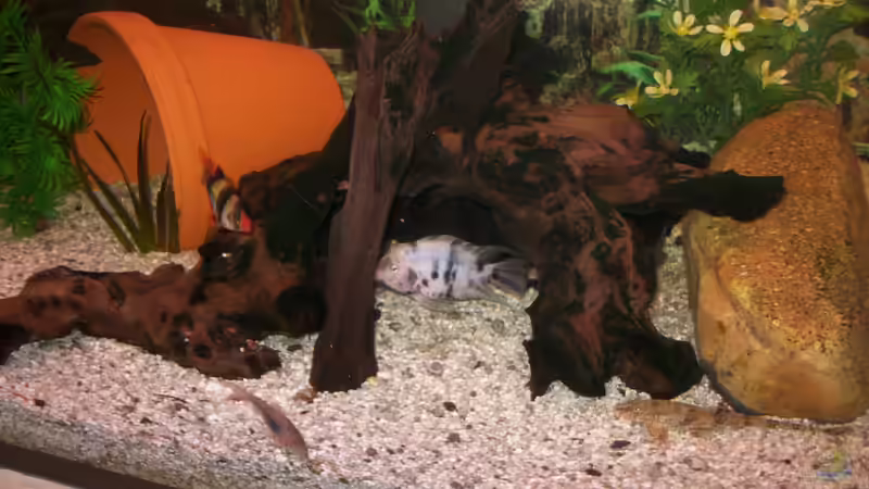 kleiner Zebra... schaut bei den Schmerlen vorbei von fischmutti (23)