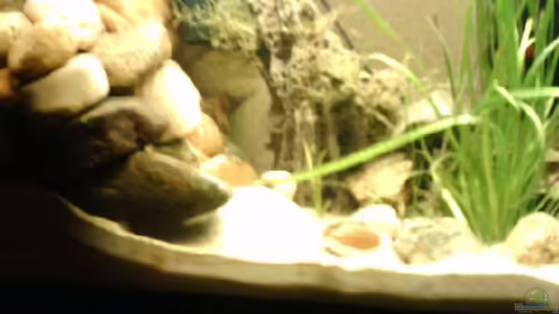 kleinere Filter mit Lavagestein von Jörg Rühlemann (2)