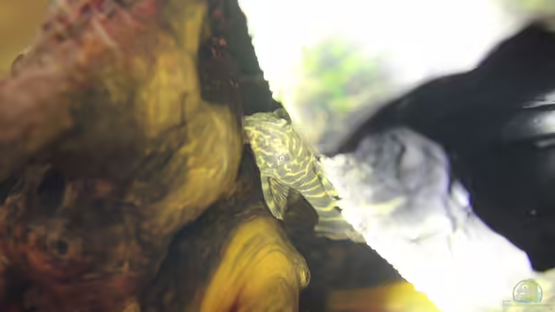 kleinerer Wels von Chaos Master (16)