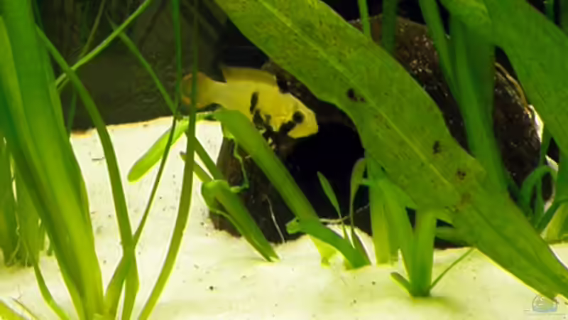 Kleineres Panduroweibchen,inzwischen ausgezogen von Cichlid Power (10)