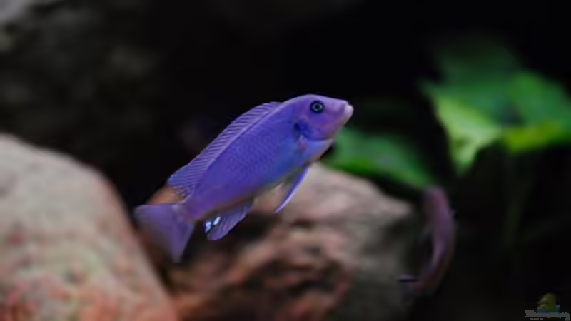 Kleines (7cm) Callainos Bright Blue Weibchen von Beni (20)