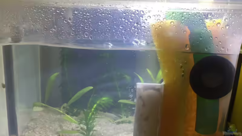 kleines Aquarium für Schnecken mit HMF und 6W LEDDY TUBE von Aquael von Yo Bo (5)