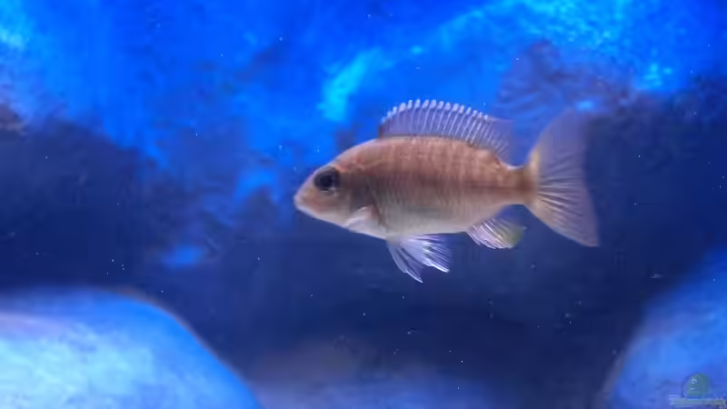 Kleines Aulonocara cf. stuartgranti weibchen von Matoba (48)