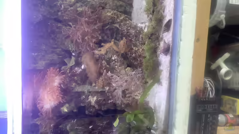 kleines Becken  von Diver (8)