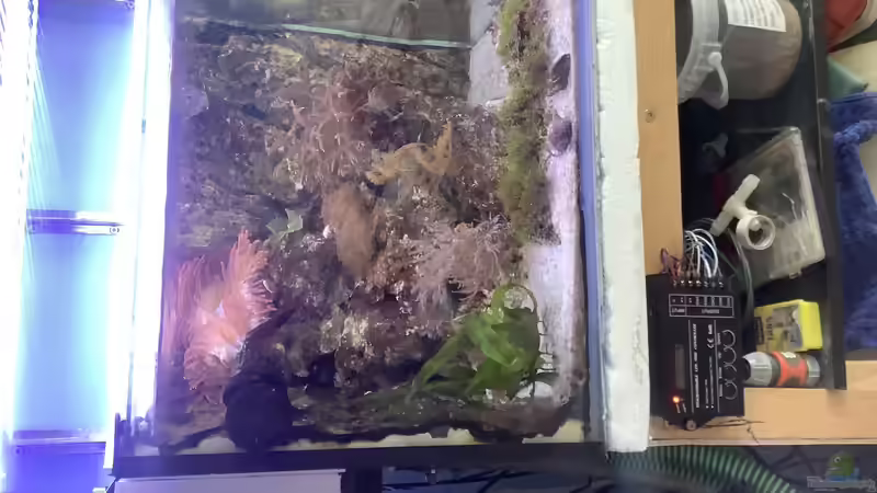 kleines Becken von Diver (14)