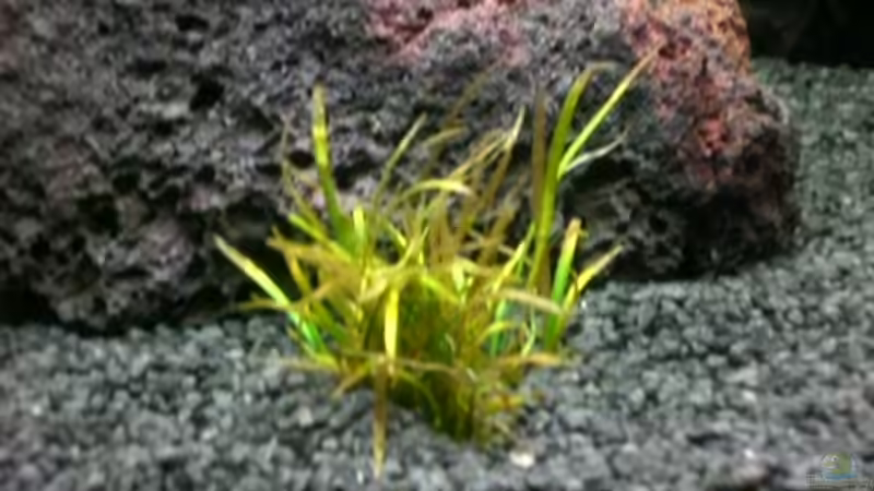 Kleines Blyxkraut von Dennis und Katha (2)