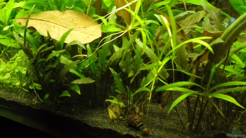 Kleines Cryptocorynen- Wäldchen von Fischkopp83 (15)