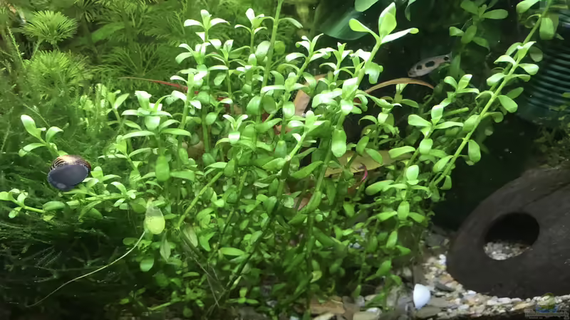 Kleines Fettblatt von Bessey (13)