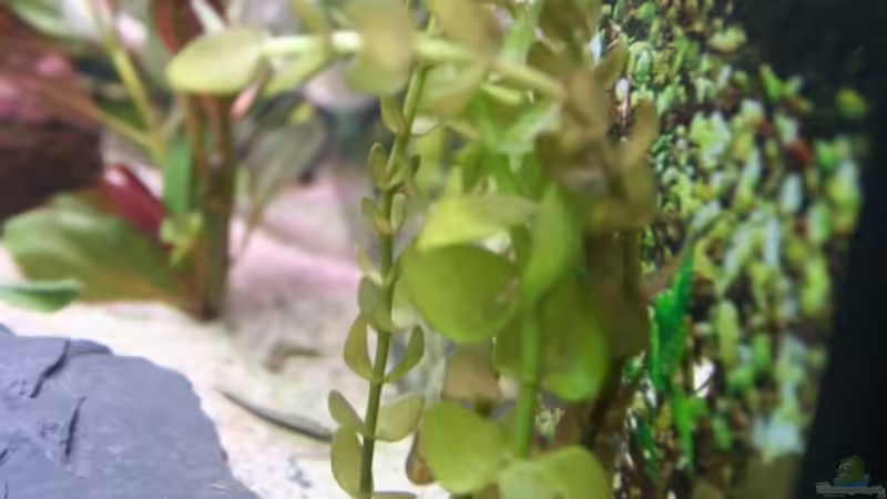 Bacopa monnieri am Gartenteich (Einrichtungsbeispiele mit Wassernabel)