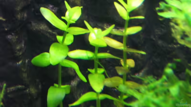 Bacopa monnieri am Gartenteich (Einrichtungsbeispiele mit Wassernabel)