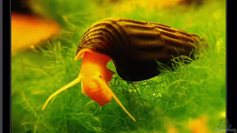 Kleines Gold aus Sulawesi,Tylomelania sp. Rocknail Orange !