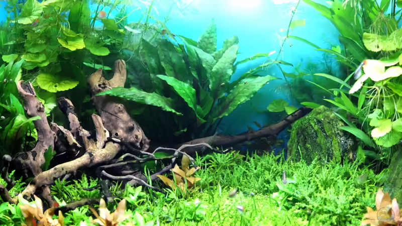 kleines Panorama von axolotl (17)