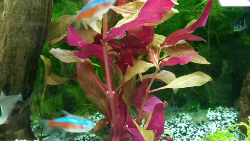 kleines Papageienblatt von Angie777 (17)