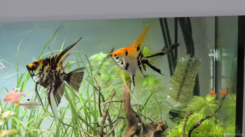 Kleines Skalarpärchen von Skalarjoe (38)