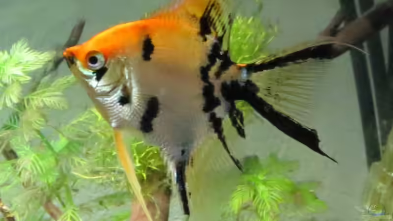 Kleines Skalarweibchen von Skalarjoe (40)