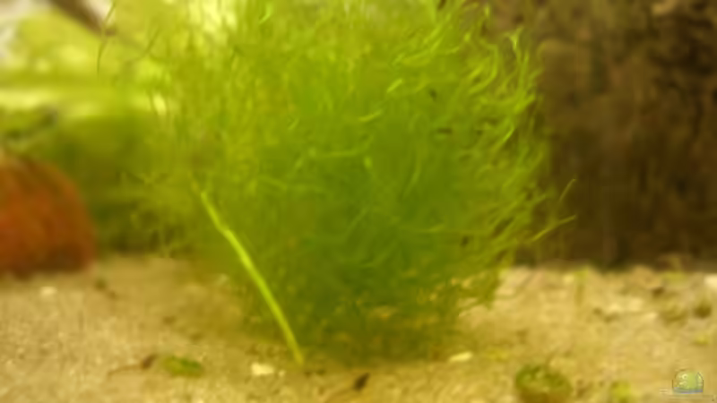 Kleines Sträußchen Javamoos von Daniel (3)