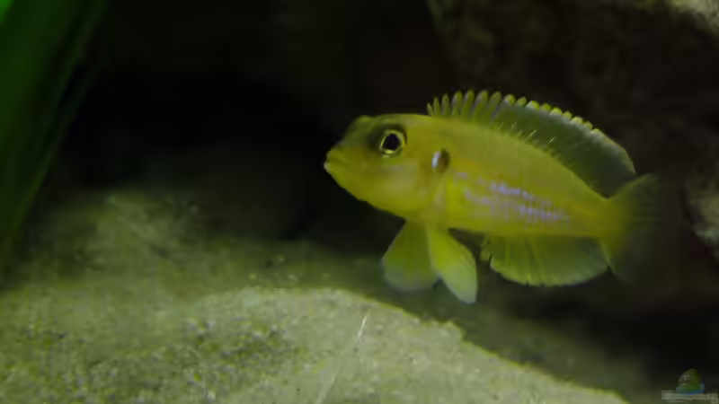 Kleines Weibchen drohend von TDG (14)