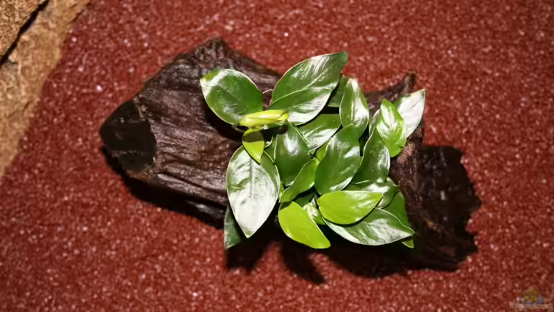 Kleines Zwergspeerblatt - Anubias barteri var. nana Petite von AkGuru (8)